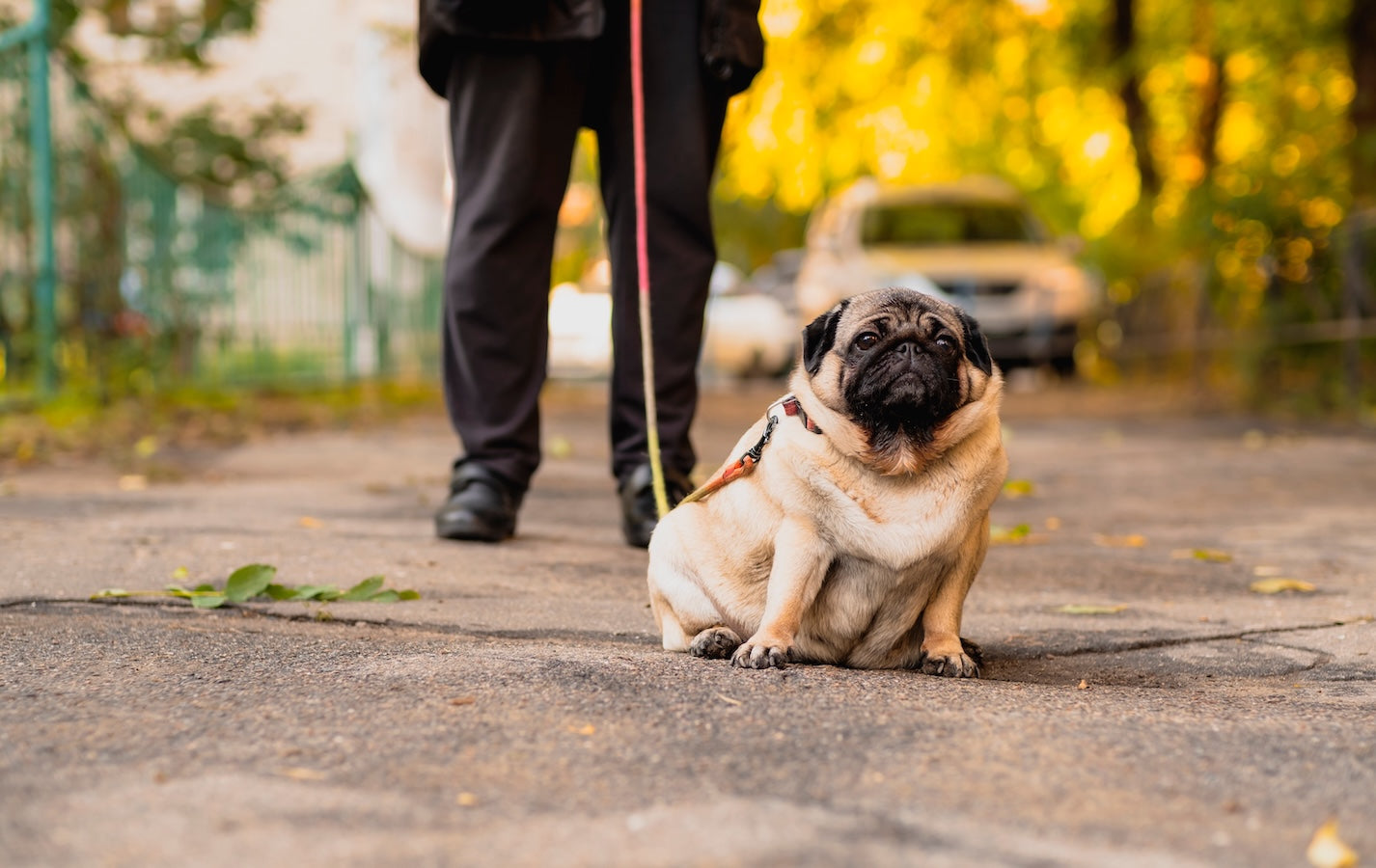 Chubby Pug