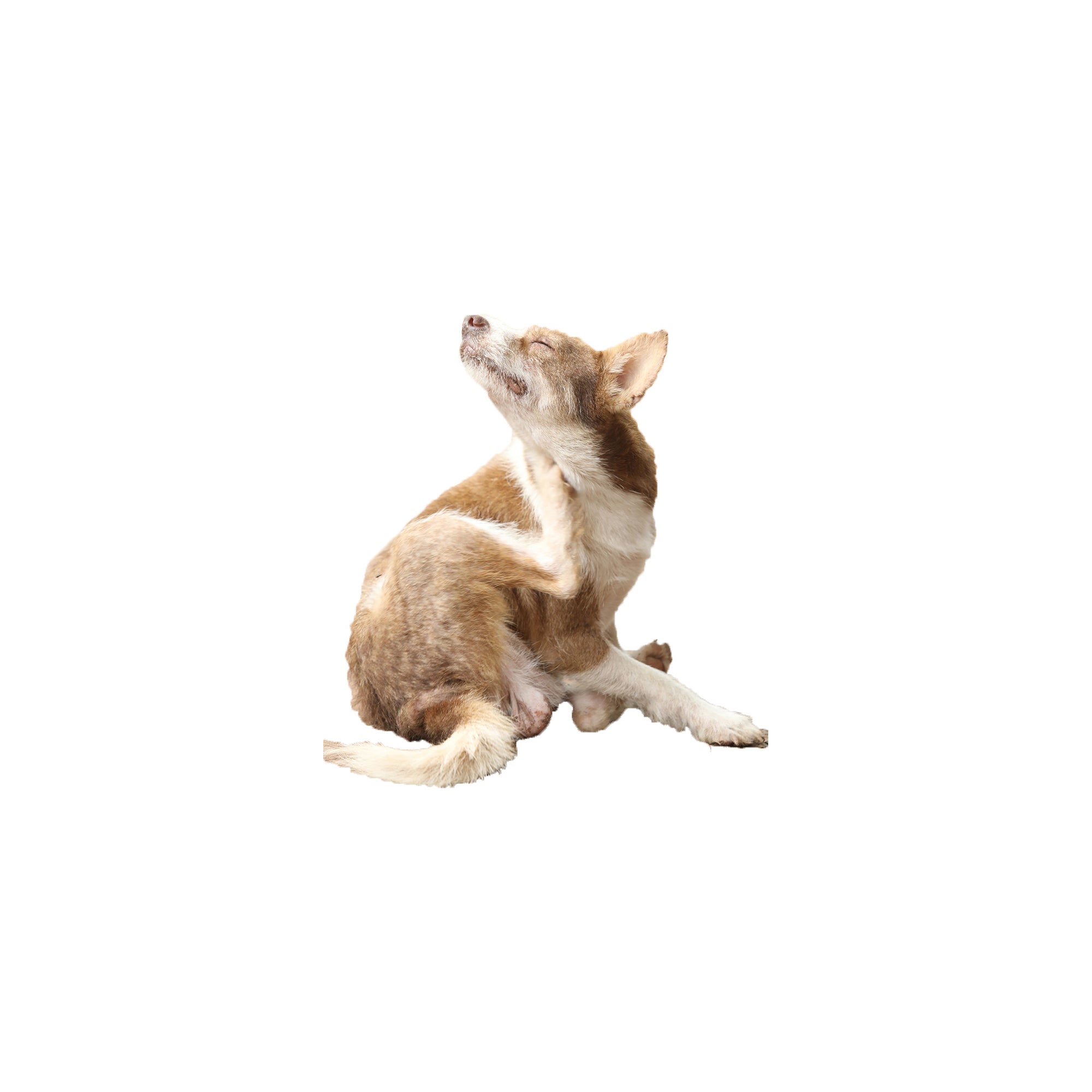 Leaky Gut and Your Dogs Skin Allergies