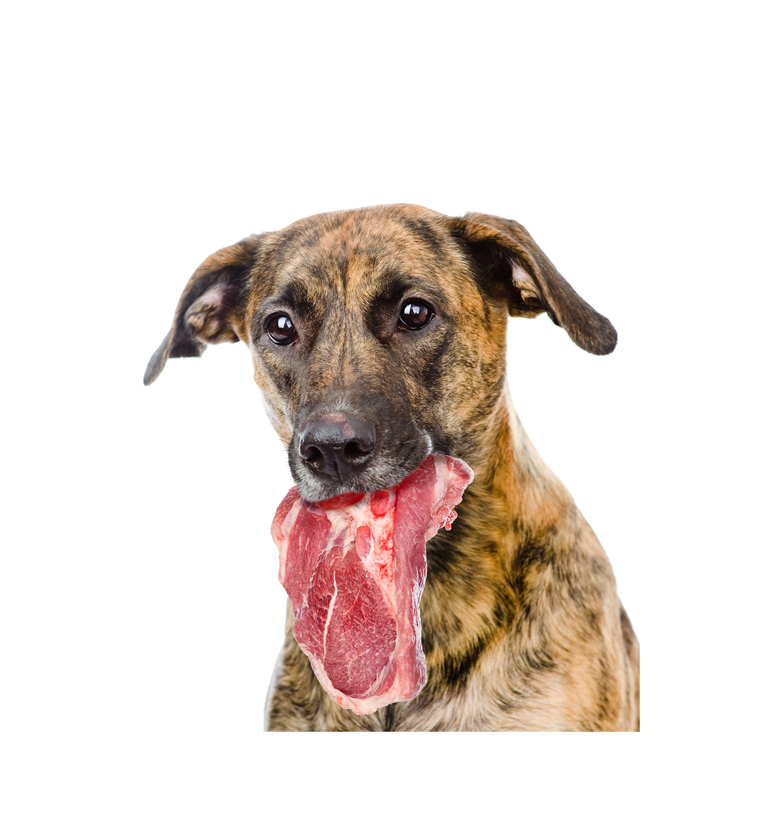Why Dogs Need Animal Protein for Optimal Health