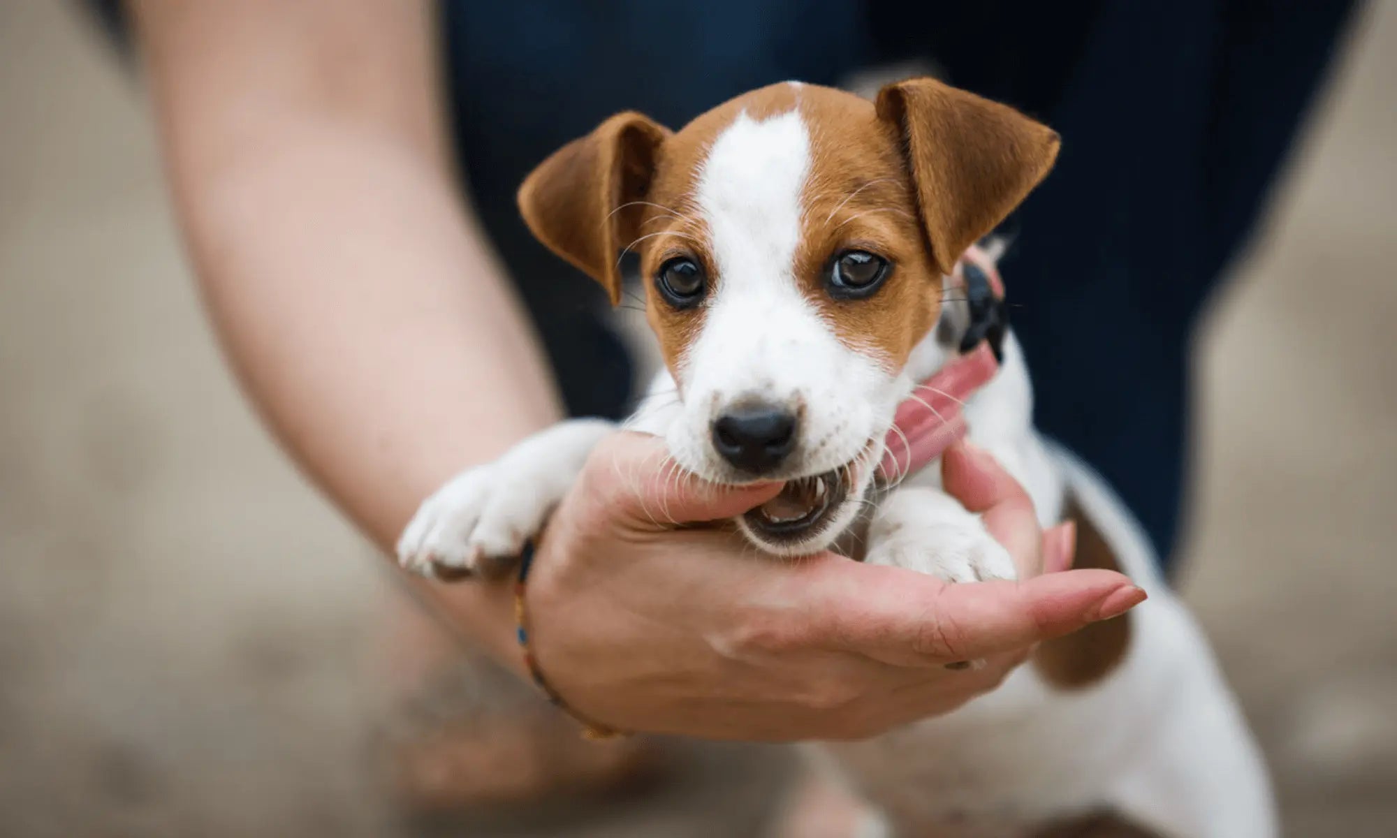 Puppy Allergies and Sensitive Stomachs: What You Need to Know