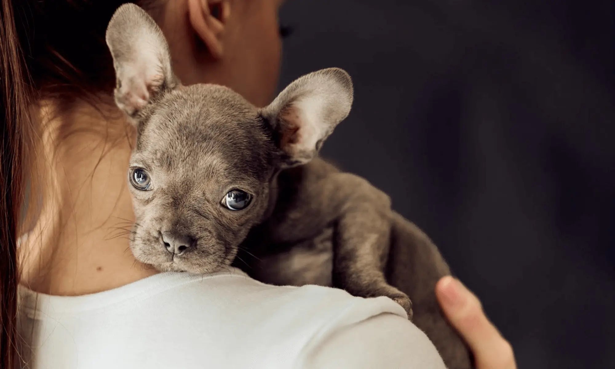 Puppy Development & Gut Health: The Role of DHA and Probiotics