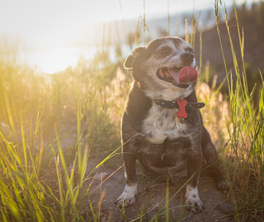 Dog sitting in tall grass with a sunset in the background