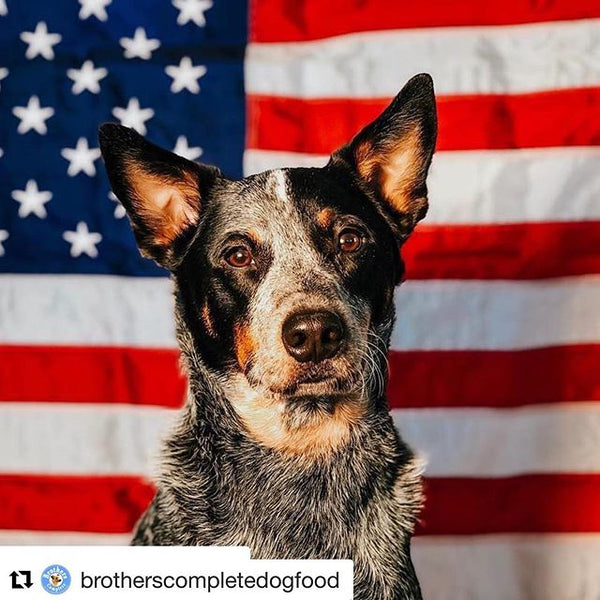 Australian Shepherd posed proudly in front of the American flag.
