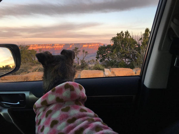 Family pet looking out car window at sunrise in Grand Canyon.