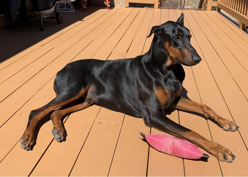 Black Doberman Pinscher legs stretched out on sun filled deck along side toy.