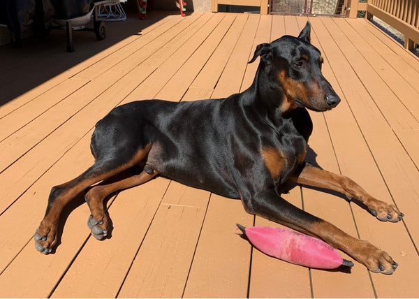 Black Doberman Pinscher legs stretched out on sun filled deck along side toy.