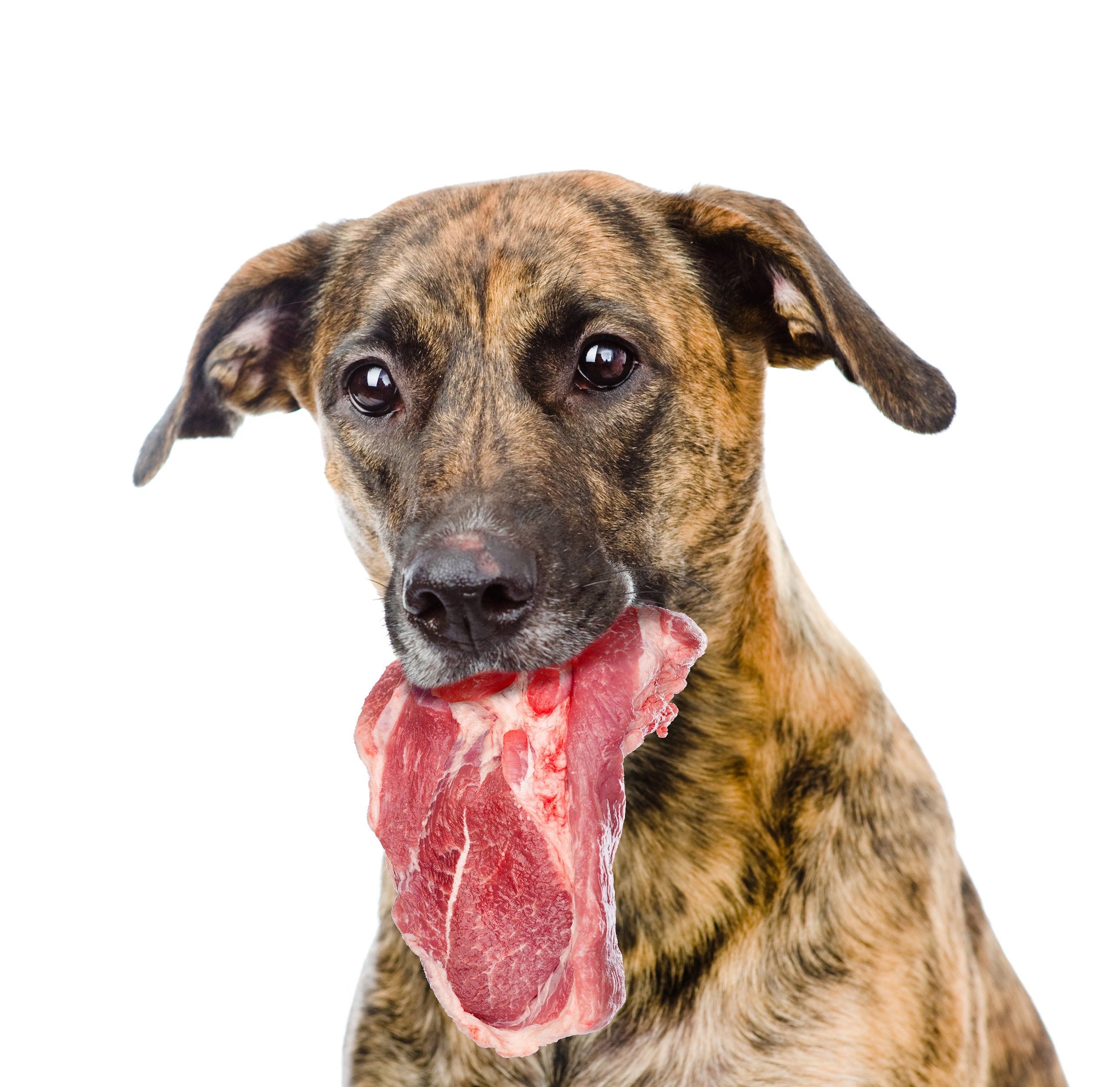Are Dogs Omnivores or Carnivores - and does it matter?