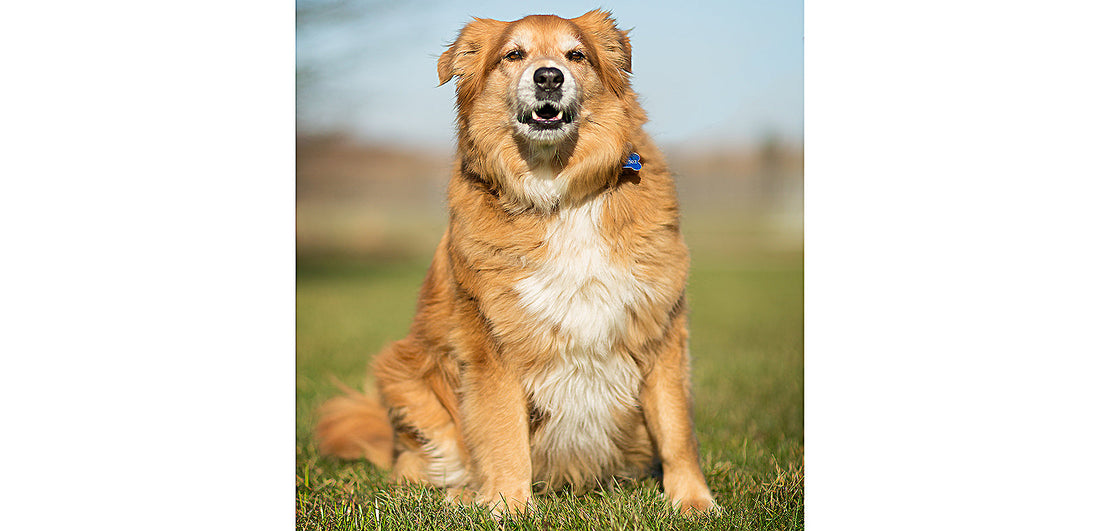 The Hidden Connection Between Carbohydrates & Overweight Dogs