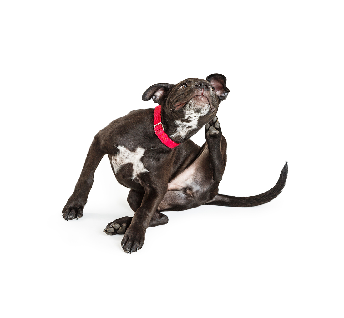 Understanding the Gut Microbiota & Allergy Connection in Dogs