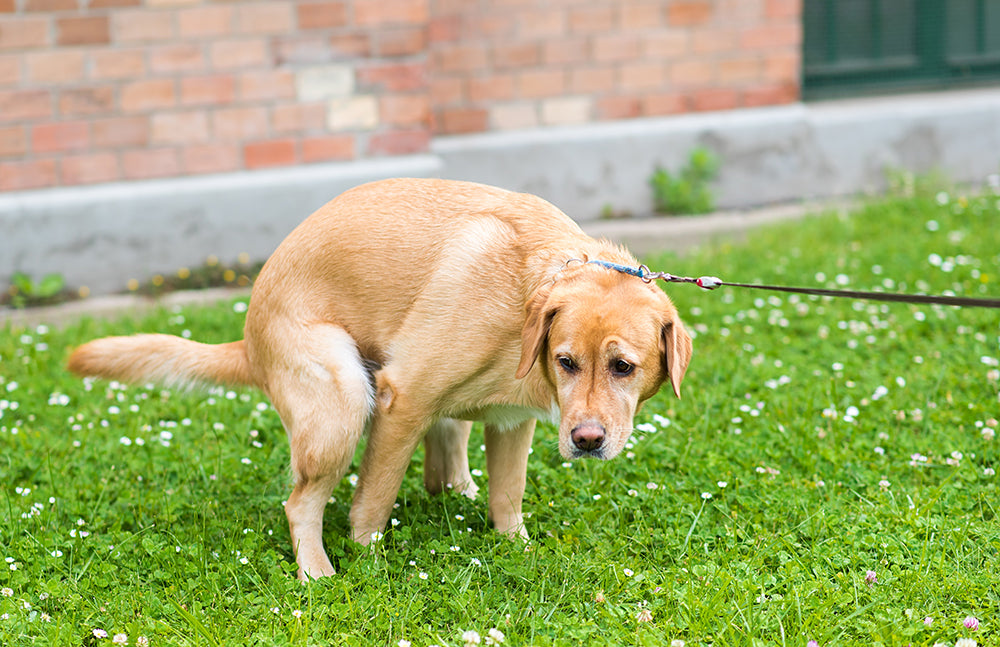 A dog trying to poop on the lawn