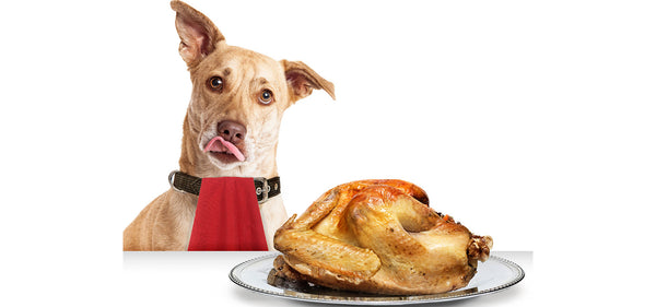 Are Dogs Omnivores or Carnivores - and does it matter?