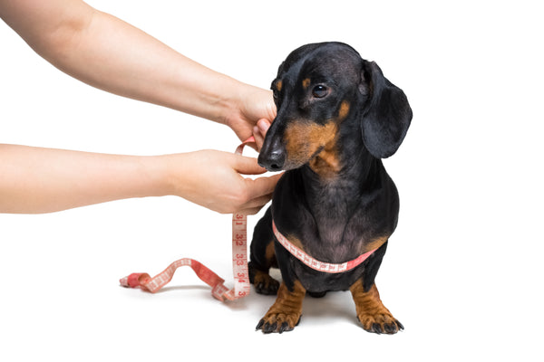 Dachshund being measured using a soft tape measure around chest area.