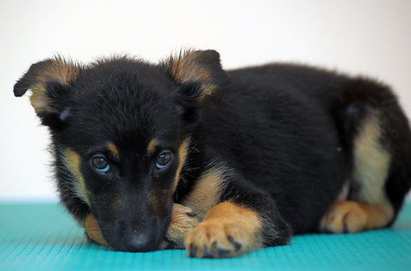 German Shepard puppy lookin up with puppy dog eyes.