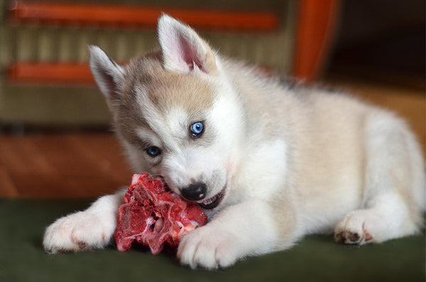 FEEDING YOUR PUPPY FOR A HEALTHY LIFE
