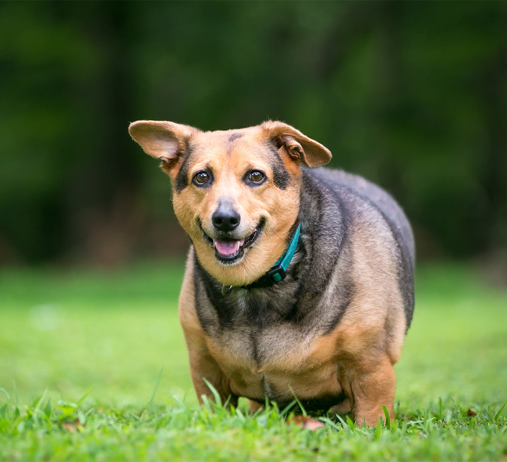 The ABC Diet: A Balanced Calorie Approach to Dog Weight Loss
