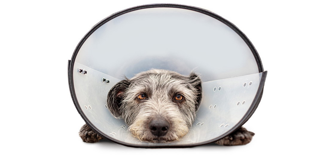 How Leaky Gut Syndrome Causes Food Allergies in Dogs