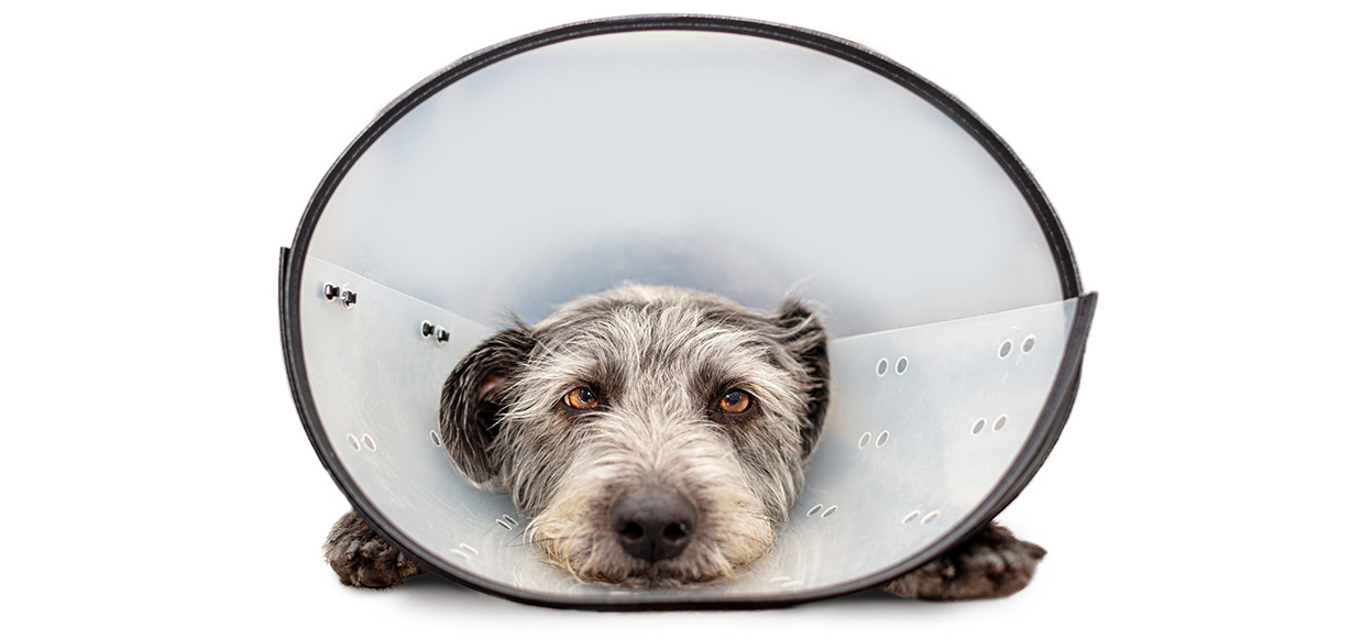 How Leaky Gut Syndrome Causes Food Allergies in Dogs