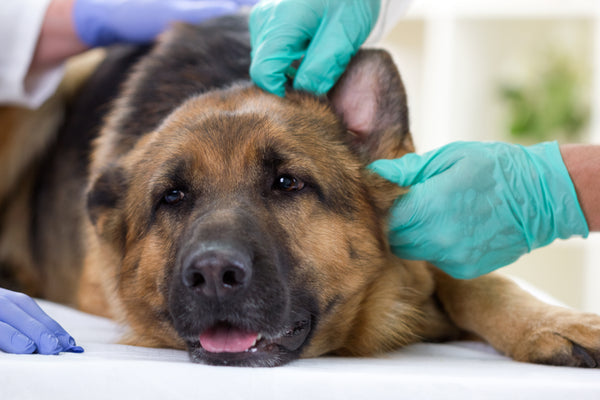 Veterinarian checking dog ears.