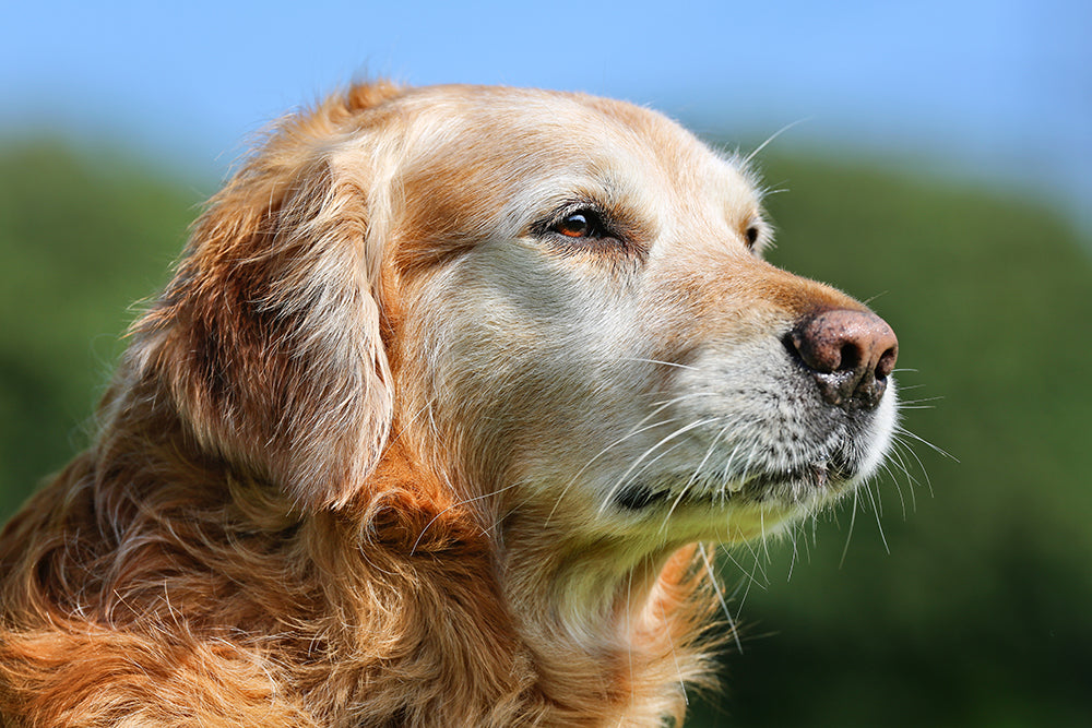 Best Diet for Senior Dogs