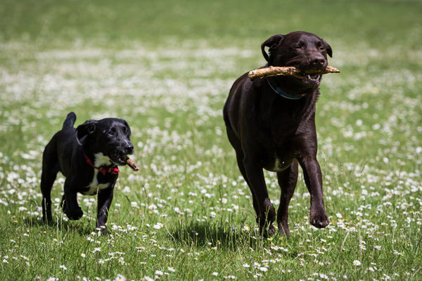 Chocolate lab with stick running along side smaller pup in field