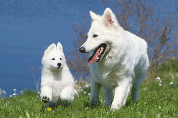 Snowy White German Shepard mom playing with her pup.