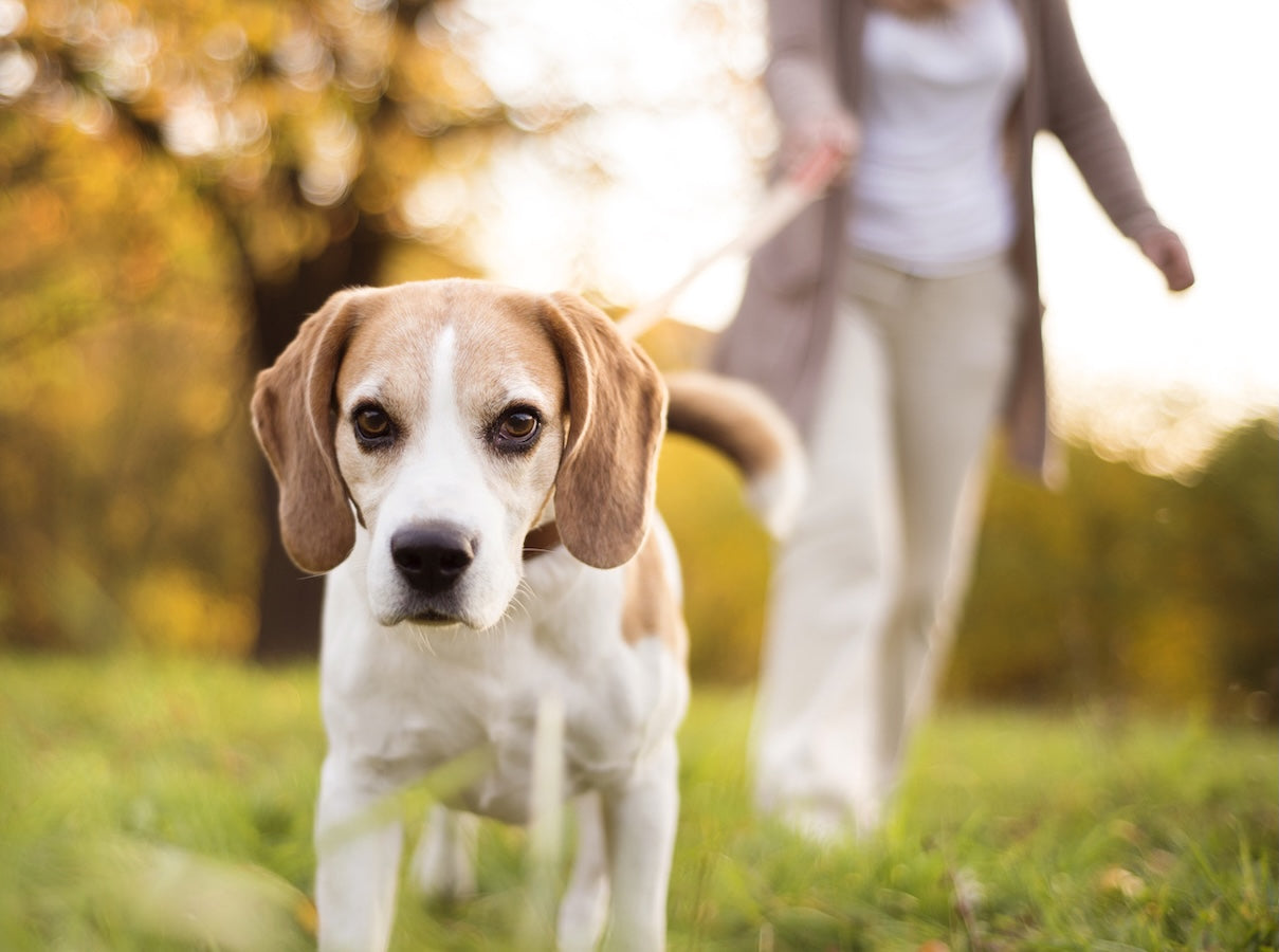 Beagle Dog Being Walked