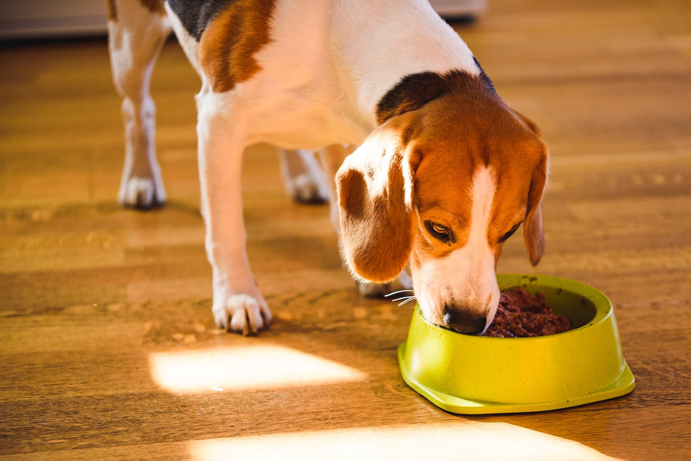 Beagle Eating