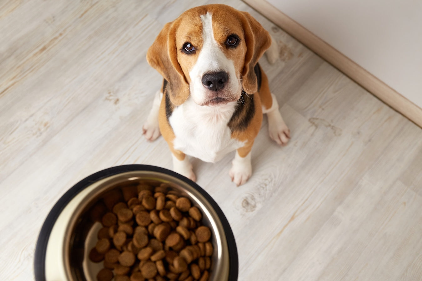 Beagle Dog at Food Bowl