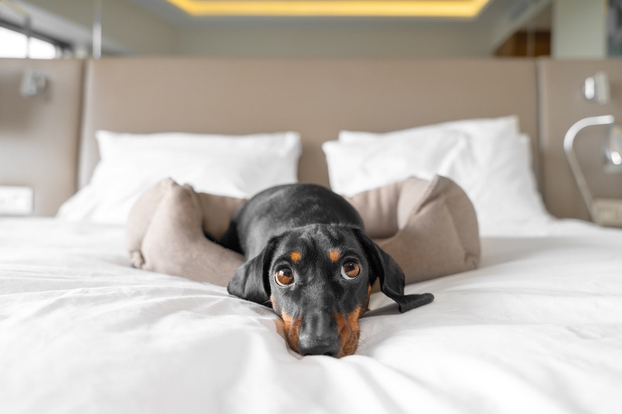 Dachshund in Pet Bed on Bed