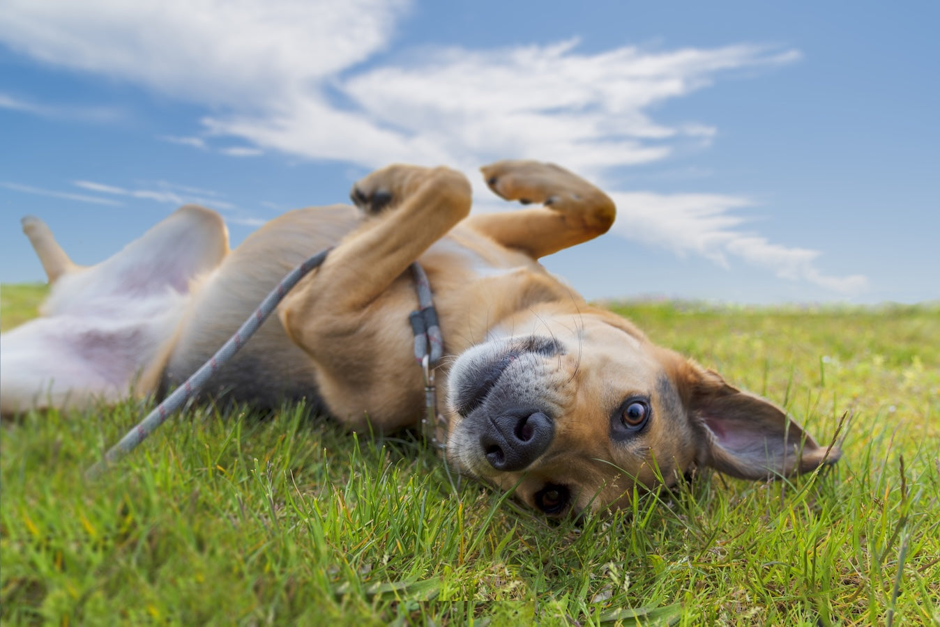 Dog in Grass