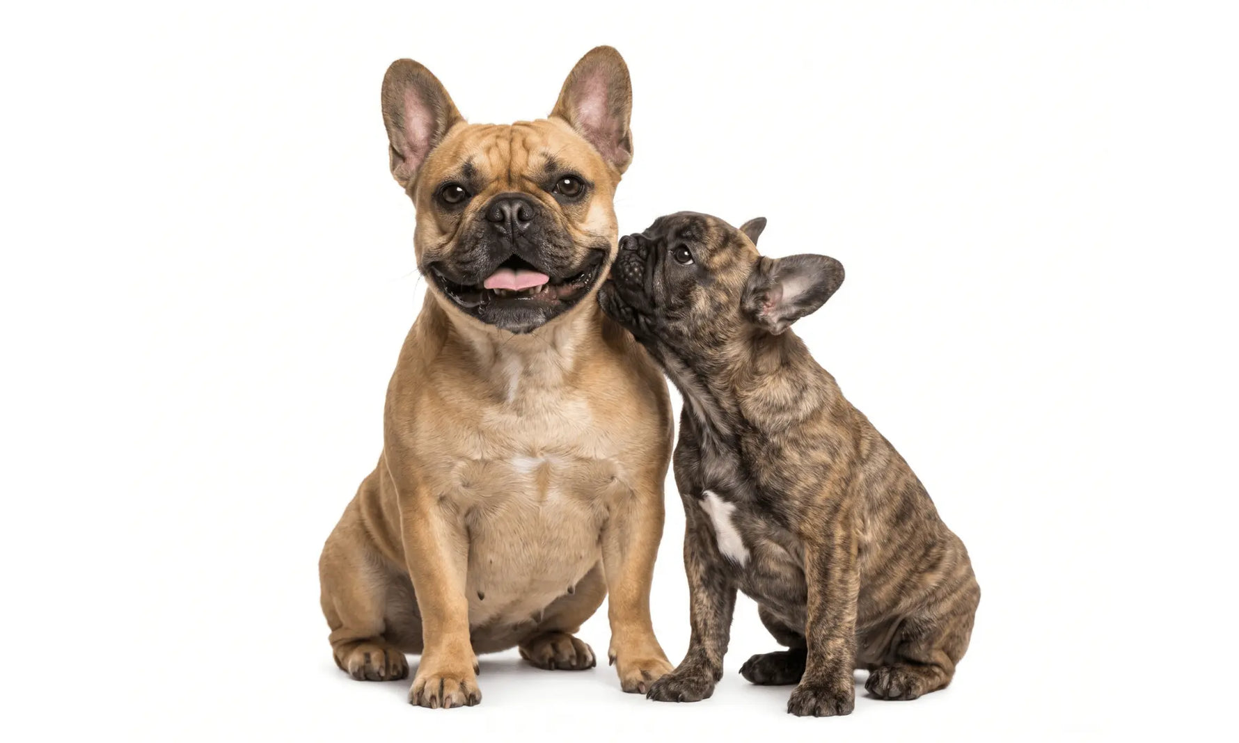 French Bulldog & Puppy