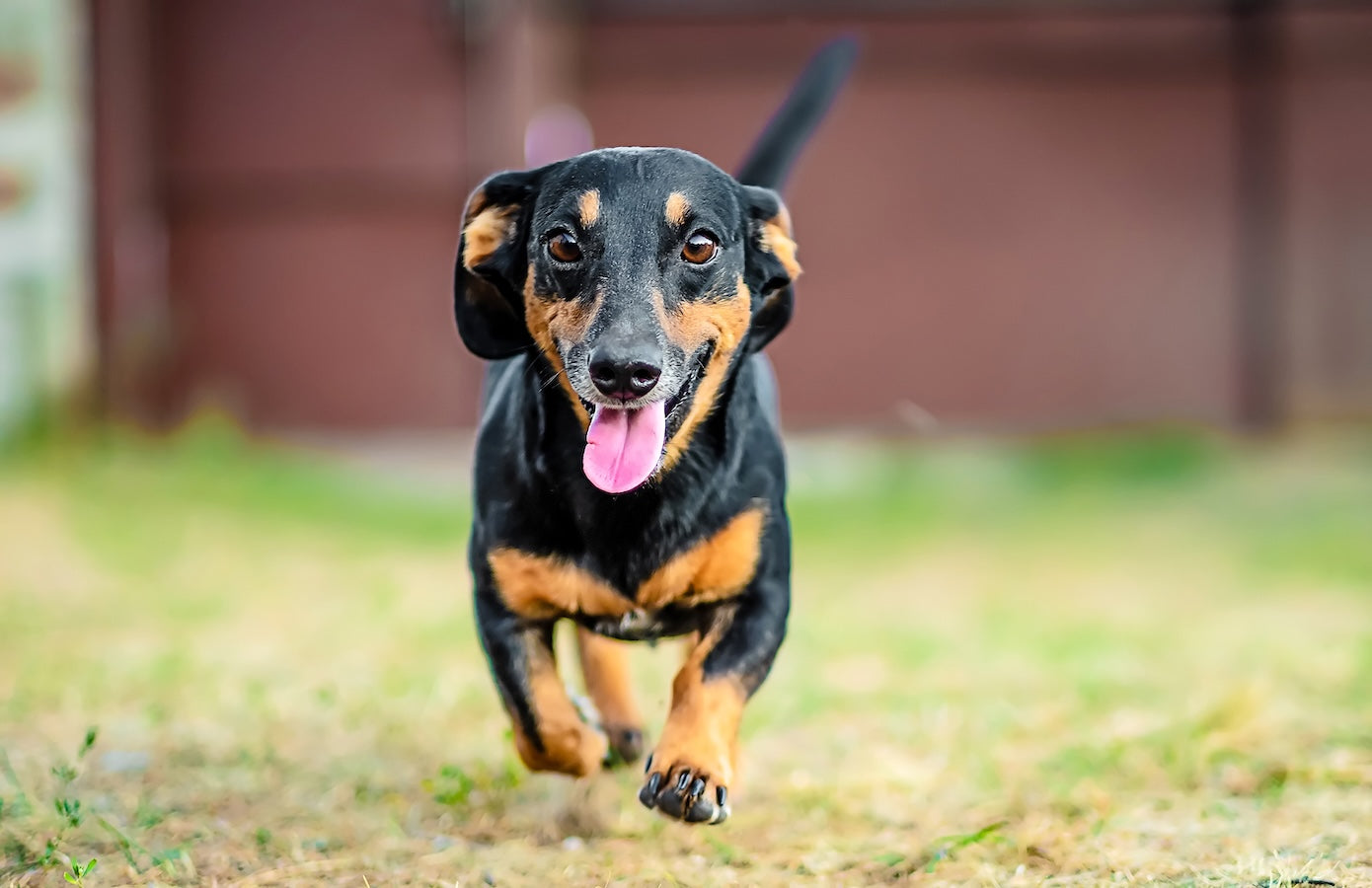 Happy Dachshund