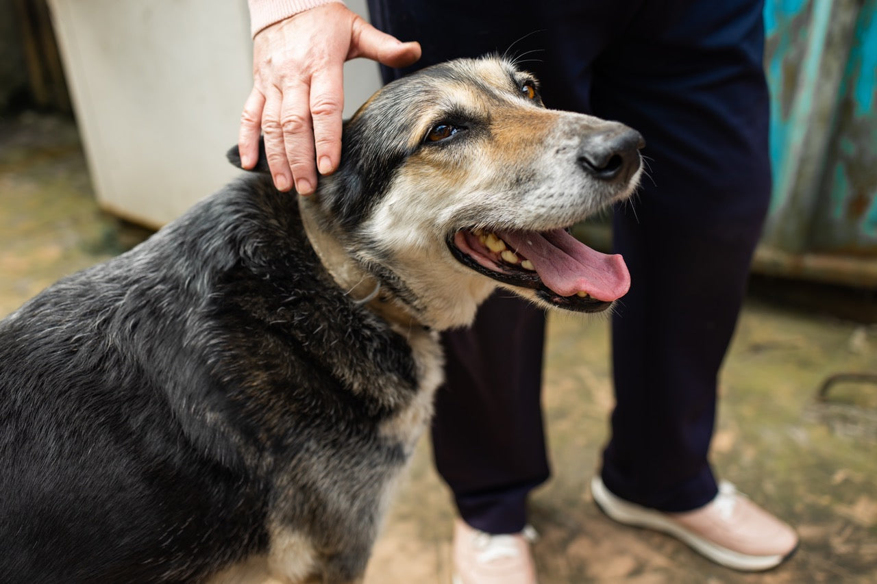 Happy Senior Dog Being Pet