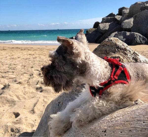 Schnauzer puppy on the beach in South Florida.