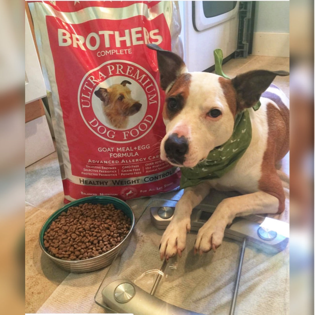Rescue dog Roxi laying next to a bag of Brothers Goat & Egg Formula.