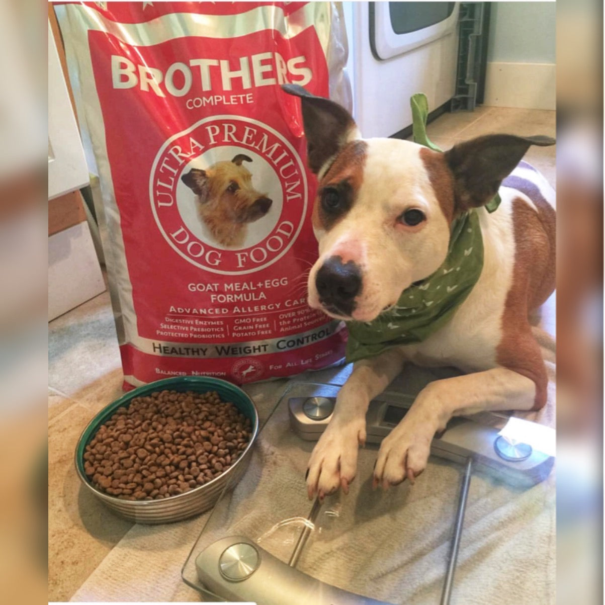 Rescue dog Roxi laying next to a bag of Brothers Goat & Egg Formula.