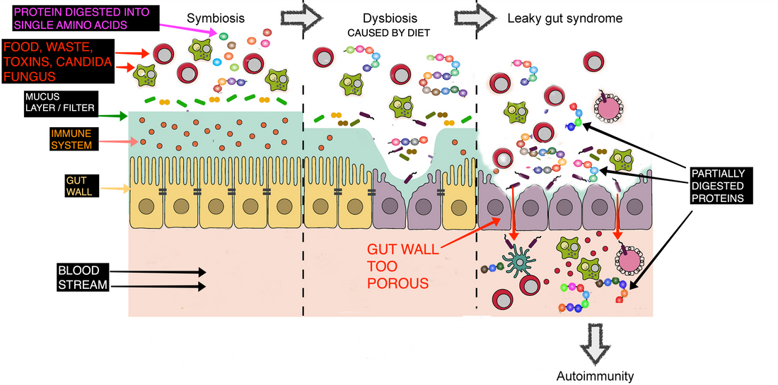 How Diet Affects Your Dog's Gut Microbiota Health