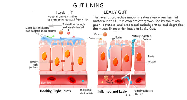 HEALING and PREVENTING LEAKY GUT IN DOGS