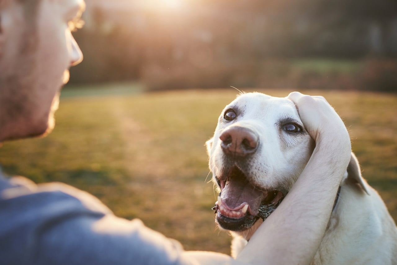 Man Petting Happy Dog