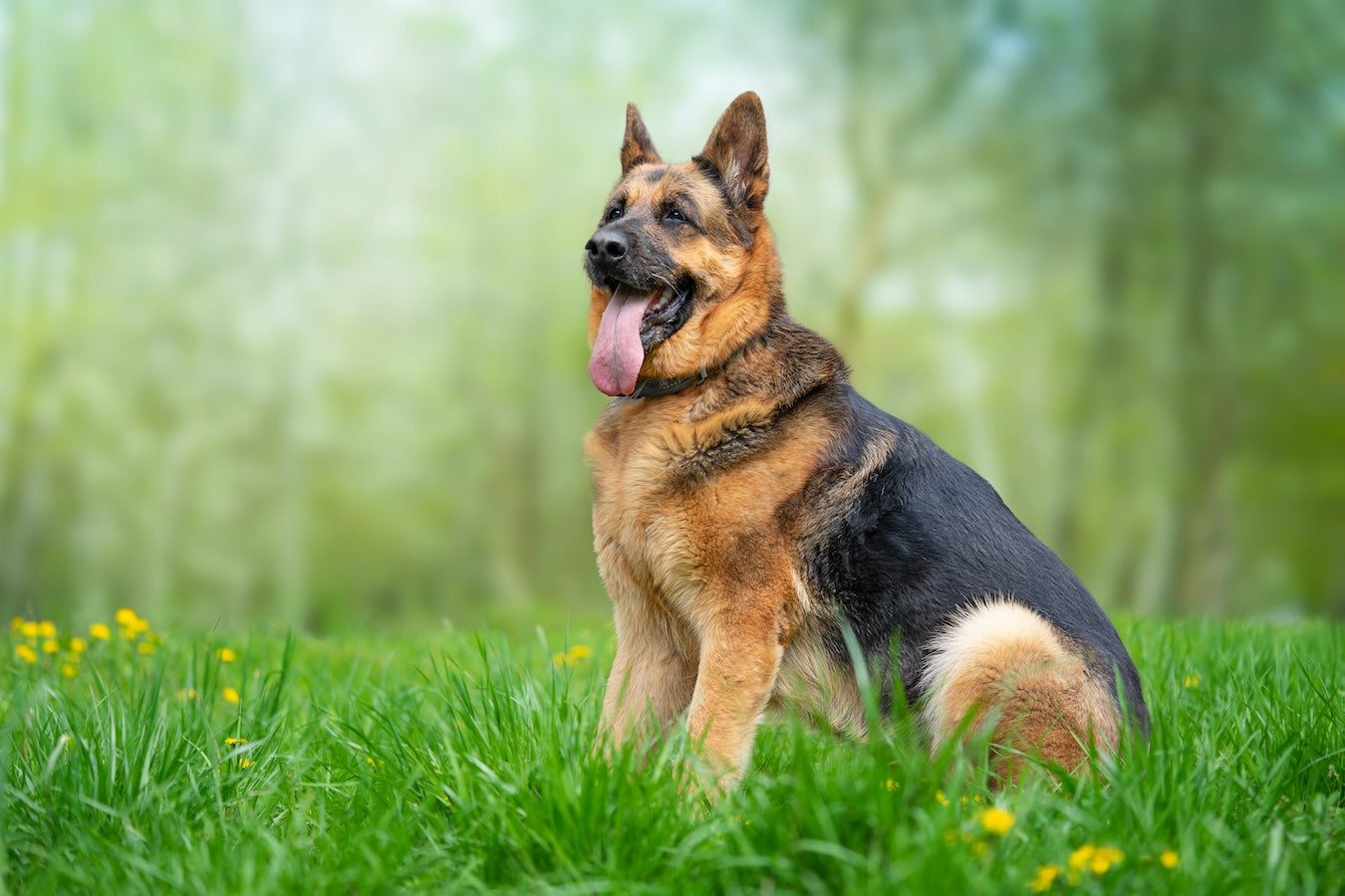 Overweight German Shepherd
