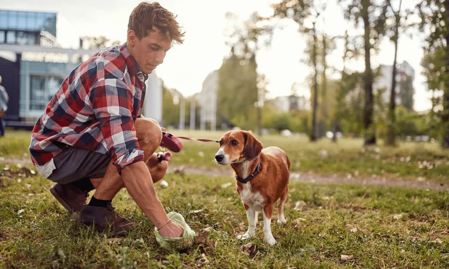 Owner Picking Up Dog Poop