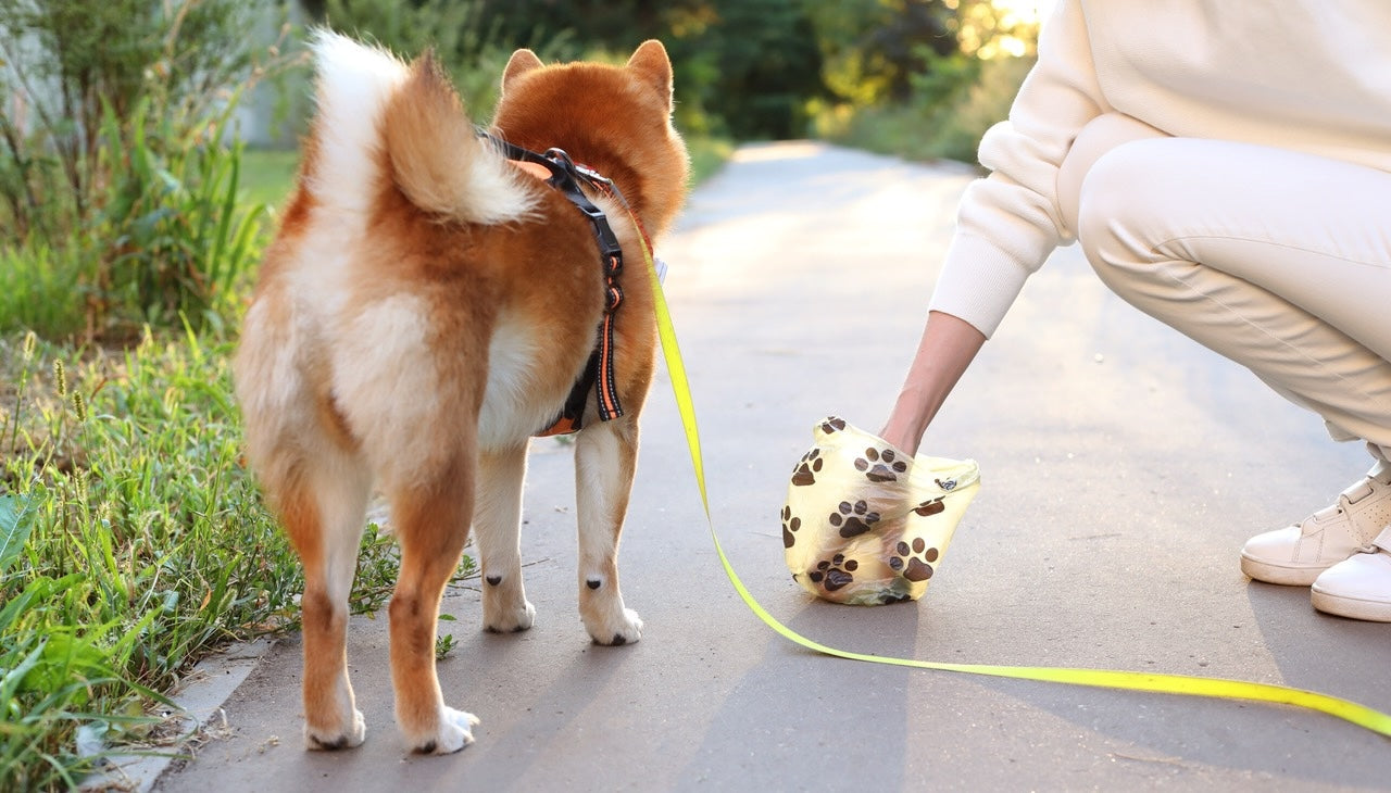 Dog and person picking up dog poop
