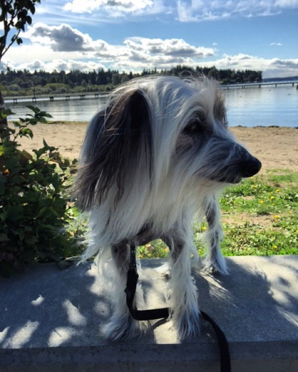 Chinese Crested standing on a sea wall on a summer afternoon.