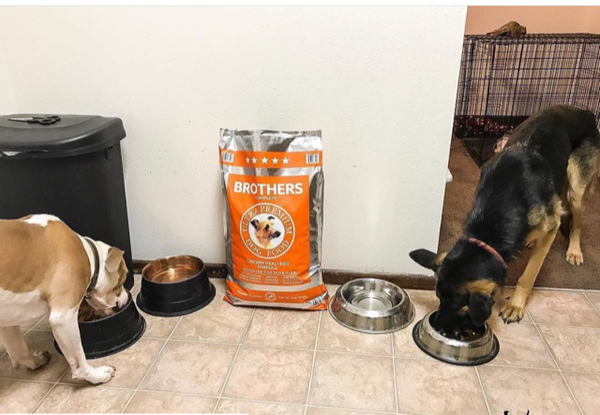 German Shepard and Bull Dog mix at feeding time with bag of Brothers Chicken formula.