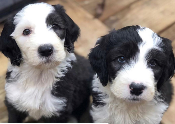 Two Border Collie puppies black with white blaze on the face.