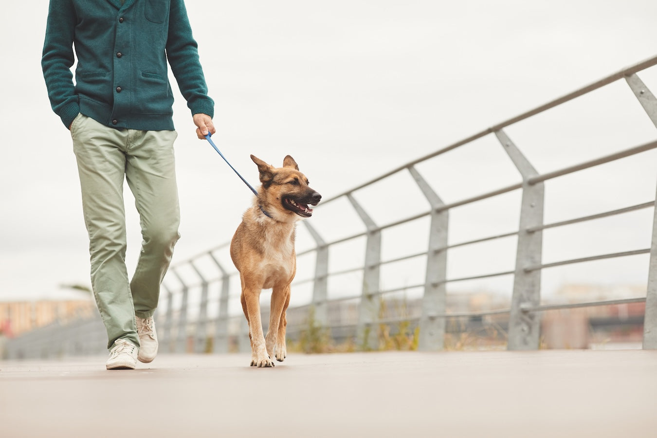 Walking German Shepherd