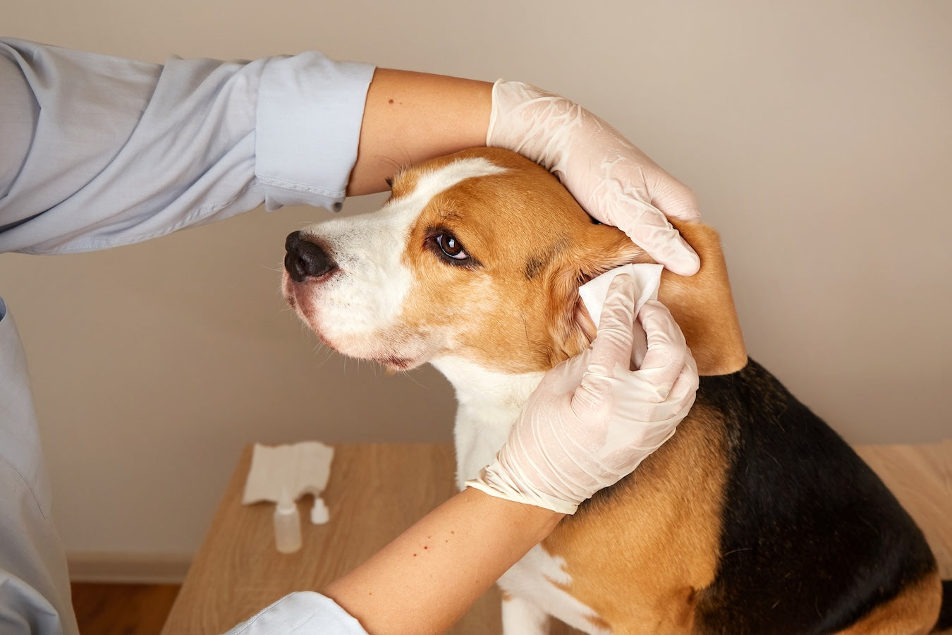 Wiping Ears of Beagle