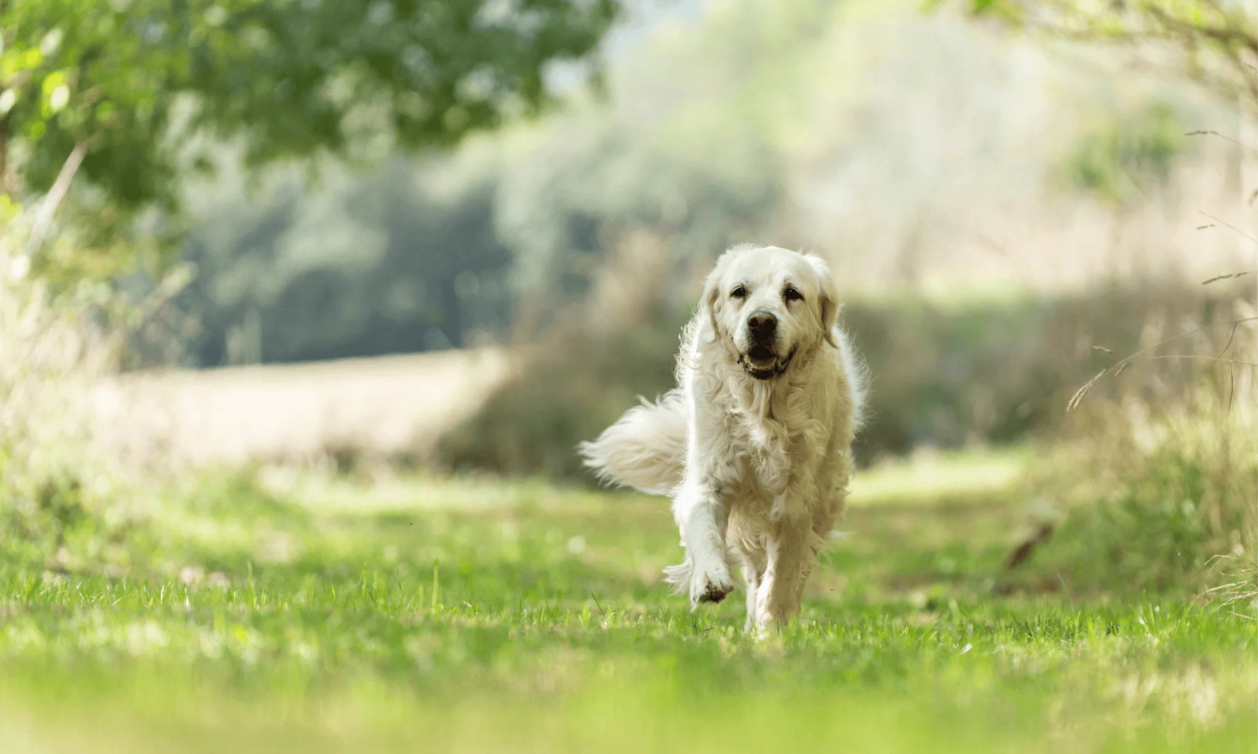 Best Dog Food for Joint Support — What to Look for & Why it Matters