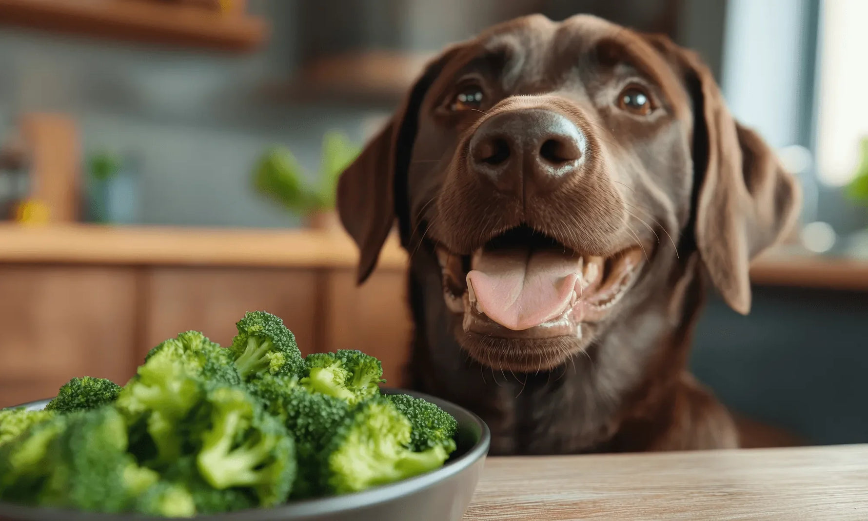 Human Foods Safe for Dogs: What to Share & What to Skip