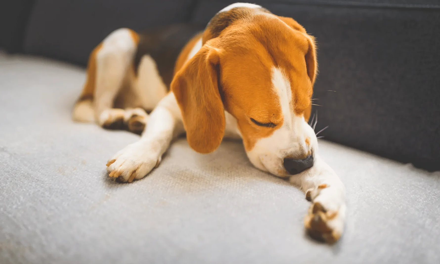 Why Your Dog's Coat Is Dull or Itchy — And Why It Starts in the Gut